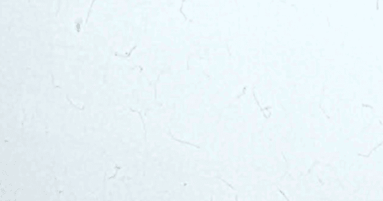 F2411